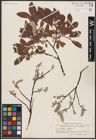 Foto von Salix aurita L. x Salix lapponum L.